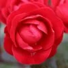 Precious Ruby Floribunda Rose 3L -Outdoor Garden Care 1046871