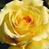 Sommergold Climbing Rose 4L Pot -Outdoor Garden Care 1046877