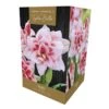 Amaryllis Elvas Indoor Growing Kit 2 Amaryllis Elvas Indoor Growing Kit -Outdoor Garden Care 1053337