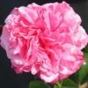 Timeless Pink Hybrid Tea Rose 3L -Outdoor Garden Care 1083835