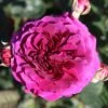 Timeless Purple Hybrid Tea Rose 3L -Outdoor Garden Care 1083836