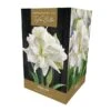 Amaryllis Marilyn -Outdoor Garden Care 1094564