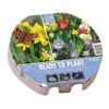 Wild Blooms Ready To Play Tray 38cm (45 Bulbs) -Outdoor Garden Care 1160816