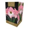 Amaryllis Cherry Blossom -Outdoor Garden Care 1212071