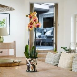 Kew Botanical Retreat Planter With Saucer 16cm -Outdoor Garden Care 1227745 4