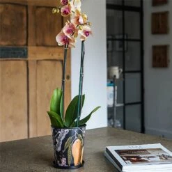 Kew Eclectic Orangery Planter With Saucer 16cm -Outdoor Garden Care 1227767 4