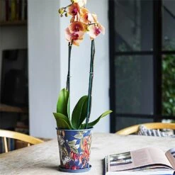 Kew Temperate House Planter With Saucer 14cm -Outdoor Garden Care 1227771 5