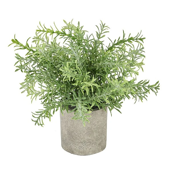 Rosemary Plant Stone Pot 3 Rosemary Plant Stone Pot