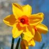 Narcissus 'Fortune' Value Net -Outdoor Garden Care 1248888