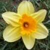 Narcissus 'Lotherio' Value Net -Outdoor Garden Care 1248892