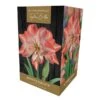 Amaryllis 'Blossom Peacock' (1 Bulb) -Outdoor Garden Care 1248928