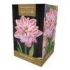Amaryllis 'Dancing Queen' (1 Bulb) -Outdoor Garden Care 1248929