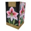 Amaryllis 'Glee' (1 Bulb) -Outdoor Garden Care 1248930