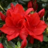 Azalea Santa Maria - 3 Ltr Pot