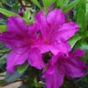 Azalea Blue Danube - 3 Ltr Pot 1 Azalea Blue Danube - 3 Ltr Pot -Outdoor Garden Care 16734
