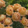 Lady Of Shalott Shrub Rose 6L -Outdoor Garden Care 518042