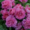 Princess Anne Shrub Rose 6L 2 Princess Anne Shrub Rose 6L -Outdoor Garden Care 621287