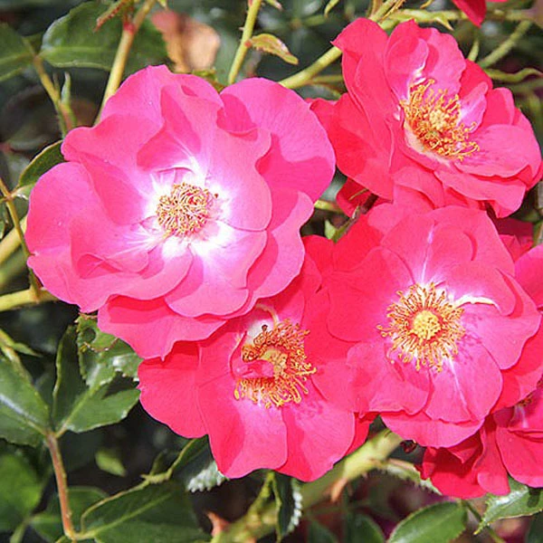 Olympic Flame Climbing Rose - 4 Ltr Pot 3 Olympic Flame Climbing Rose - 4 Ltr Pot