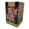 Amaryllis Sumatra Gift Pack -Outdoor Garden Care 666426