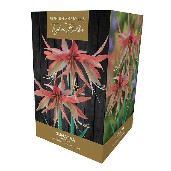 Amaryllis Sumatra Gift Pack 3 Amaryllis Sumatra Gift Pack