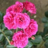 Starlight Express Climbing Rose - 4 Ltr Pot -Outdoor Garden Care 667491