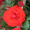 Trumpeter Floribunda Rose - 3 Ltr Pot -Outdoor Garden Care 677677