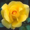My Lovely Mum Floribunda Rose - 3 Ltr Pot 2 My Lovely Mum Floribunda Rose - 3 Ltr Pot -Outdoor Garden Care 677703