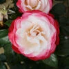 Nostalgia Floribunda Rose - 3 Ltr Pot -Outdoor Garden Care 677714
