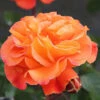 Precious Amber Floribunda Rose - 3 Ltr Pot -Outdoor Garden Care 677719