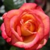 Sheila's Perfume Floribunda Rose 3L -Outdoor Garden Care 677729
