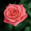 Showtime Floribunda Rose - 3 Ltr Pot -Outdoor Garden Care 677730