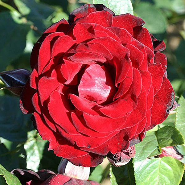 Dublin Bay Climbing Rose - 4 Ltr Pot 3 Dublin Bay Climbing Rose - 4 Ltr Pot