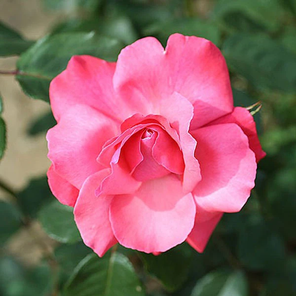 Galway Bay Climbing Rose - 4 Ltr Pot 3 Galway Bay Climbing Rose - 4 Ltr Pot