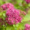 Spiraea 'Double Play Gold' -Outdoor Garden Care 702469
