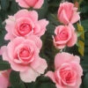 You're Beautiful Floribunda Rose - 3 Ltr Pot -Outdoor Garden Care 761053
