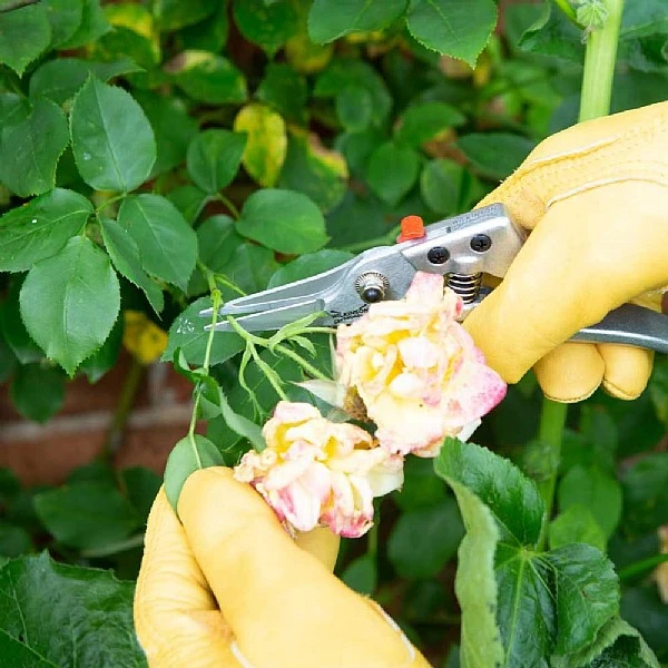 Wilkinson Sword Razorcut Comfort Pruning Snips 4 Wilkinson Sword Razorcut Comfort Pruning Snips - Image 2