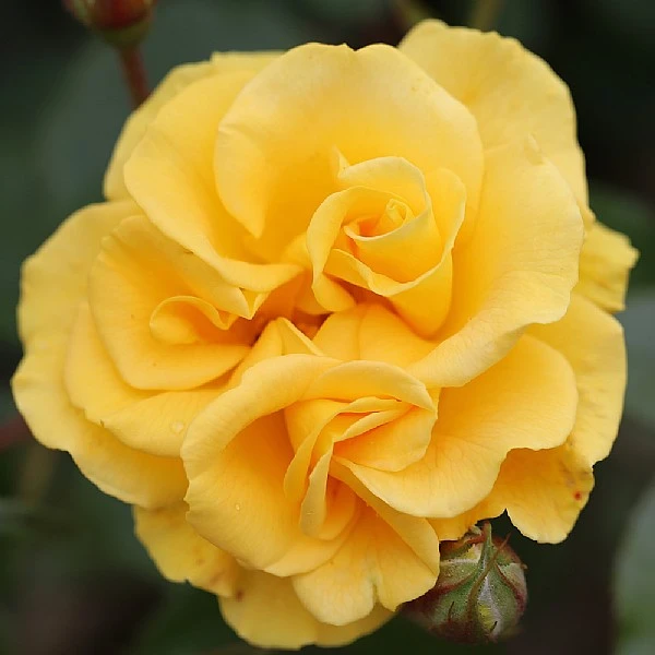 Precious Gold Floribunda Rose 3L 3 Precious Gold Floribunda Rose 3L