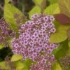 Spiraea 'Double Play Big Bang' -Outdoor Garden Care 824701