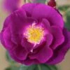 Rhapsody In Blue Floribunda Rose 3L -Outdoor Garden Care 867389