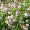 Blush Noisette Climbing/Rambling Rose 6L -Outdoor Garden Care 868959