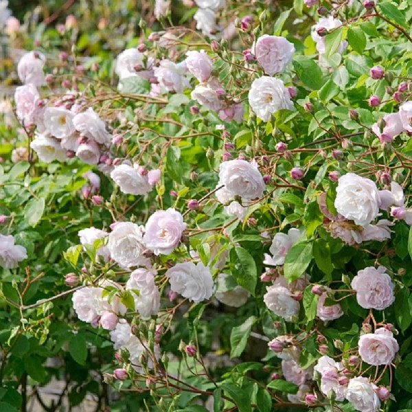 Blush Noisette Climbing/Rambling Rose 6L 3 Blush Noisette Climbing/Rambling Rose 6L