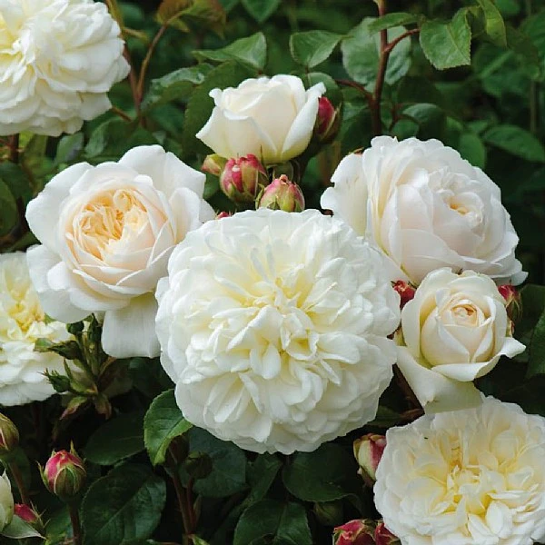 Tranquillity Fragrant English Shrub Rose 6L 3 Tranquillity Fragrant English Shrub Rose 6L