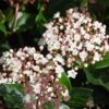 Viburnum Tinus 'Lisarose' -Outdoor Garden Care 869198