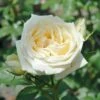 Countess Of Wessex Shrub Rose 4L 1 Countess Of Wessex Shrub Rose 4L -Outdoor Garden Care 914196