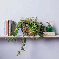 Aeschynanthus Japhrolepis (Lipstick Plant) Hanging