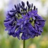 Agapanthus 'Dark Silk' -Outdoor Garden Care AGADASI