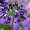 Agapanthus 'Poppin Purple' -Outdoor Garden Care AGAPOPU