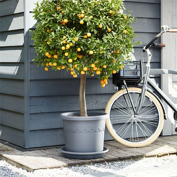 Elho Algarve Cilindro Planter With Wheels 40cm 3 Elho Algarve Cilindro Planter With Wheels 40cm