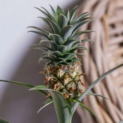 Ananas Mi Amigo (Pineapple Plant) -Outdoor Garden Care ANANAS 2