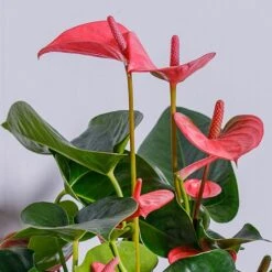 Anthurium Pink (Flamingo Flower) -Outdoor Garden Care ANTPINKCHA 2